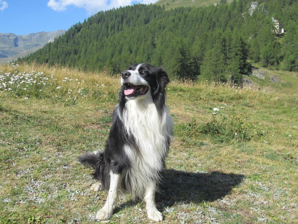Miramonti Hotel Valtournenche Bagian luar foto