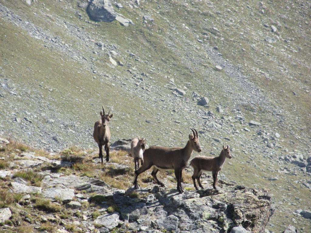 Miramonti Hotel Valtournenche Bagian luar foto